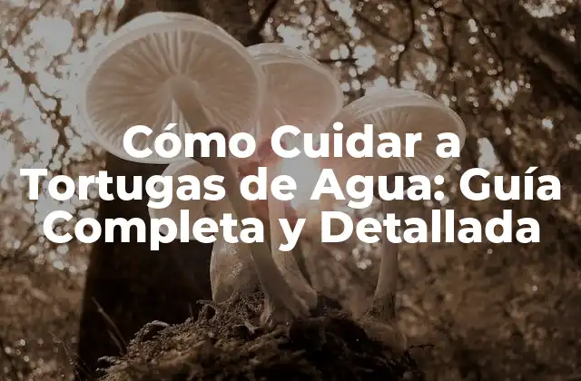 Cómo Cuidar a Tortugas de Agua: Guía Completa y Detallada