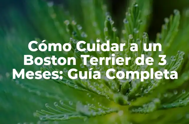 Cómo Cuidar a un Boston Terrier de 3 Meses: Guía Completa 2 Alimentación para un Boston Terrier de 3 Meses