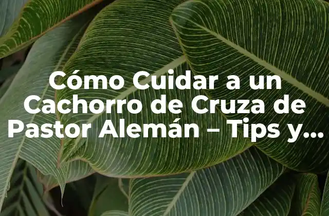 Cómo Cuidar a un Cachorro de Cruza de Pastor Alemán – Tips y Consejos