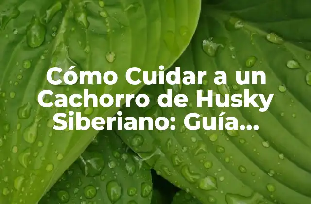 Cómo Cuidar a un Cachorro de Husky Siberiano: Guía Completa