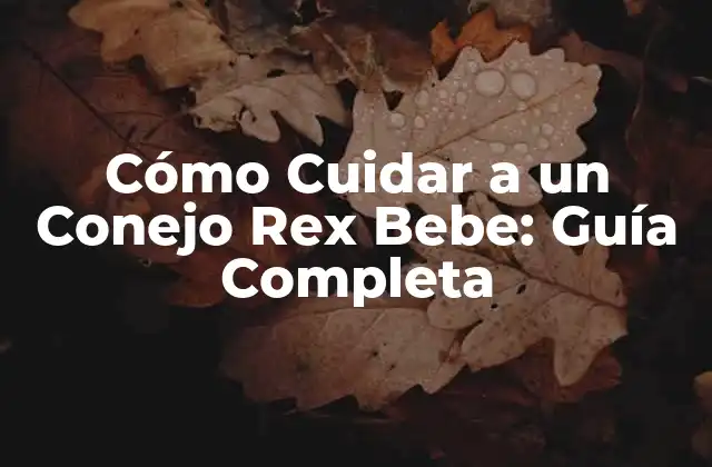Cómo Cuidar a un Conejo Rex Bebe: Guía Completa