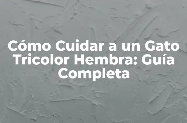 Cómo Cuidar a un Gato Tricolor Hembra: Guía Completa