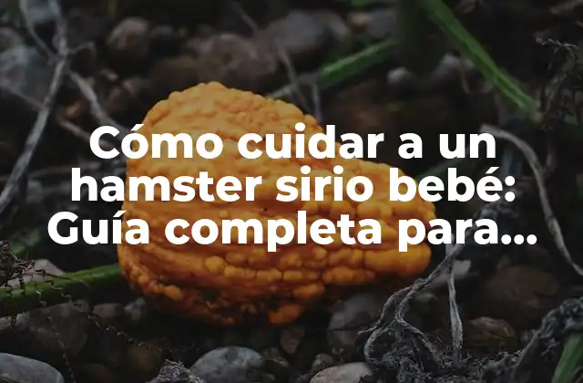 Cómo Cuidar a un Hamster Sirio Bebé: Guía Completa para Nuevos Propietarios