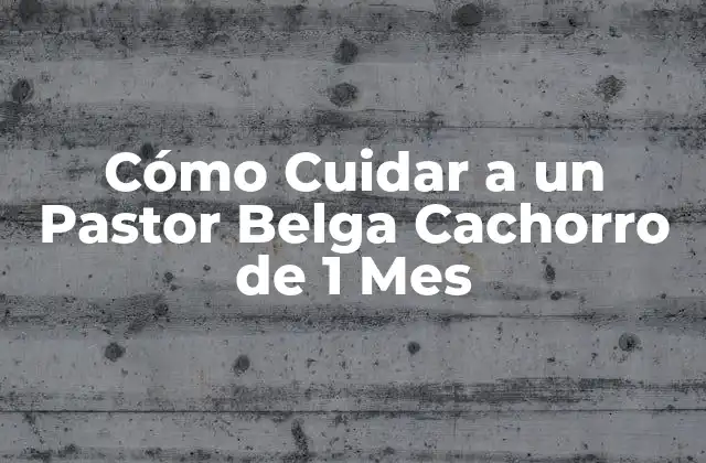 Cómo Cuidar a un Pastor Belga Cachorro de 1 Mes 2 Alimentación para un Pastor Belga Cachorro de 1 Mes