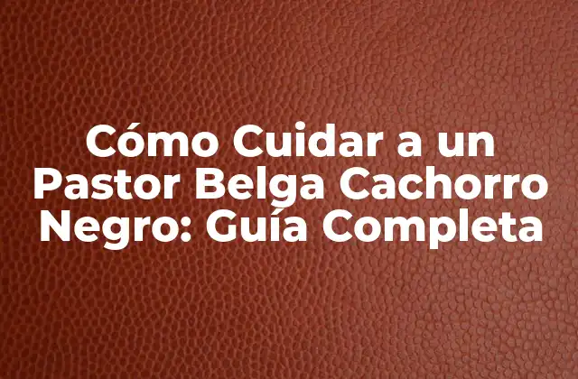 Cómo Cuidar a un Pastor Belga Cachorro Negro: Guía Completa