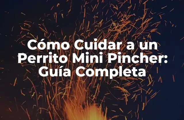 Cómo Cuidar a un Perrito Mini Pincher: Guía Completa