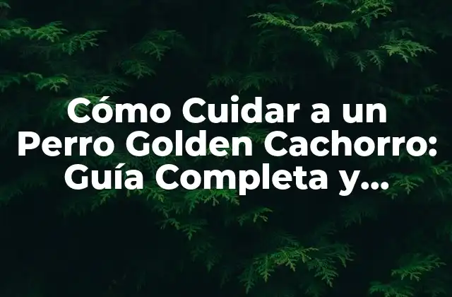 Cómo Cuidar a un Perro Golden Cachorro: Guía Completa y Detallada 2 Características y Necesidades Básicas de un Perro Golden Cachorro