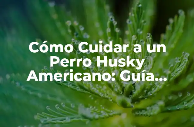 Cómo Cuidar a un Perro Husky Americano: Guía Detallada