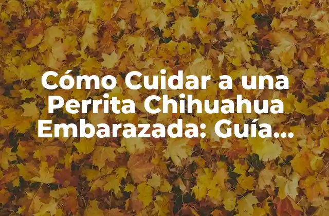 Cómo Cuidar a una Perrita Chihuahua Embarazada: Guía Completa