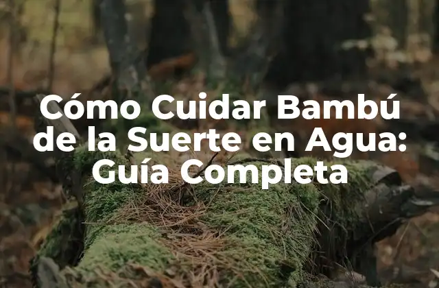 Cómo Cuidar Bambú de la Suerte en Agua: Guía Completa 2 Orígenes y Significado del Bambú de la Suerte en Agua