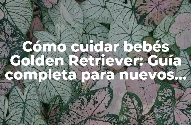 Cómo Cuidar Bebés Golden Retriever: Guía Completa para Nuevos Propietarios