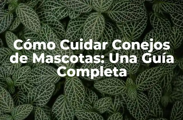 Cómo Cuidar Conejos de Mascotas: una Guía Completa