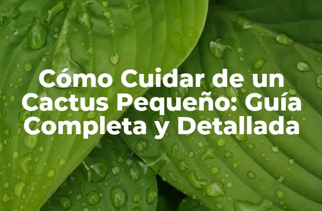 ¿Cuánto Agua Necesita un Cactus Pequeño?