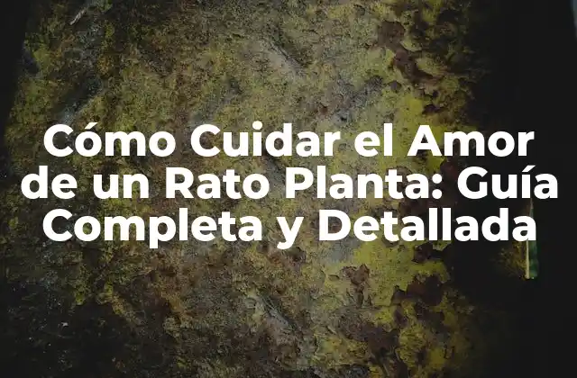 Cómo Cuidar el Amor de un Rato Planta: Guía Completa y Detallada