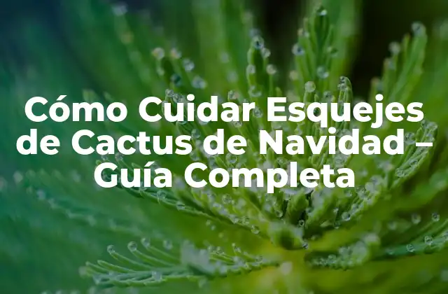 ¿Qué Necesitan los Esquejes de Cactus de Navidad para Crecer?