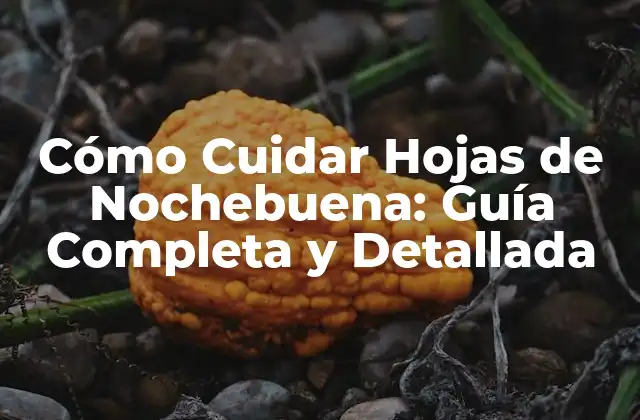 Cómo Cuidar Hojas de Nochebuena: Guía Completa y Detallada