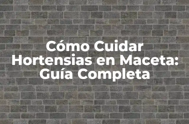 Cómo Cuidar Hortensias en Maceta: Guía Completa