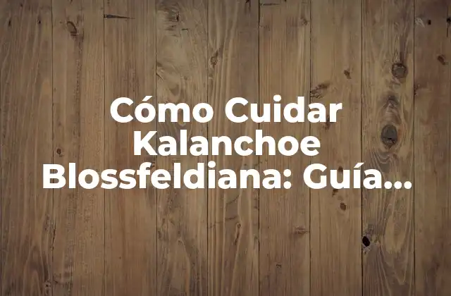 Cómo Cuidar Kalanchoe Blossfeldiana: Guía Completa 2 Condiciones de Iluminación para la Kalanchoe Blossfeldiana