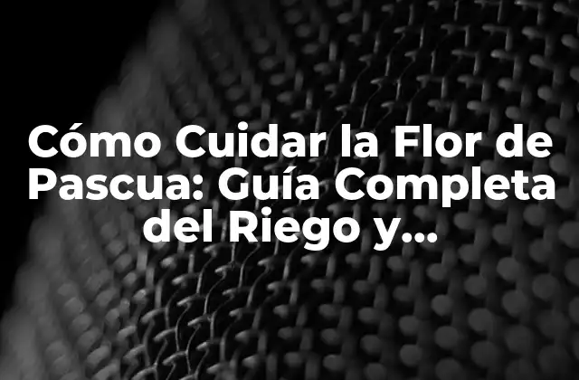 Cómo Cuidar la Flor de Pascua: Guía Completa Del Riego y Crecimiento