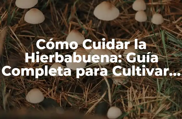 Cómo Cuidar la Hierbabuena: Guía Completa para Cultivar y Mantener Esta Hierba Aromática