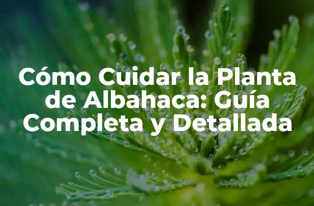 Cómo Cuidar la Planta de Albahaca: Guía Completa y Detallada 2 ¿Cuáles son los Requisitos para Crecer una Planta de Albahaca?