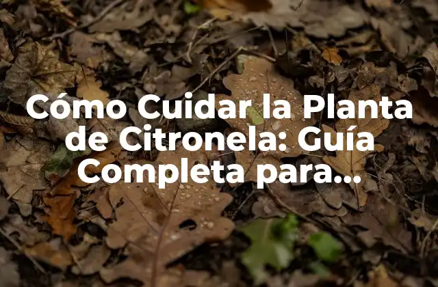 Cómo Cuidar la Planta de Citronela: Guía Completa para Principiantes