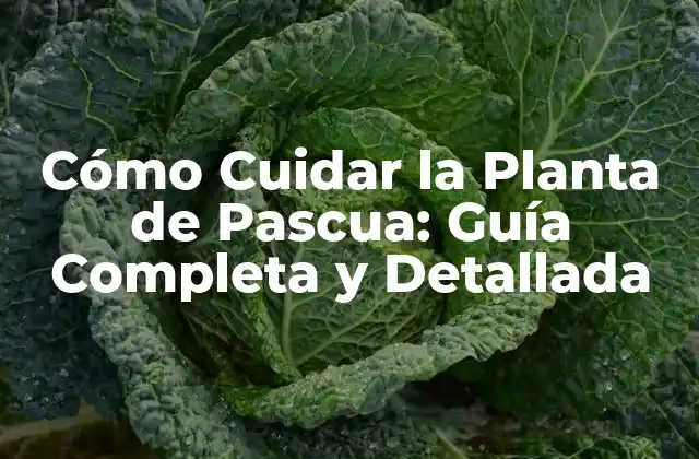 ¿Cuánta Luz Necesita la Planta de Pascua?