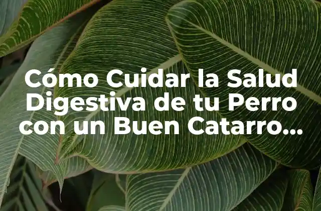Cómo Cuidar la Salud Digestiva de Tu Perro con un Buen Catarro para Perros