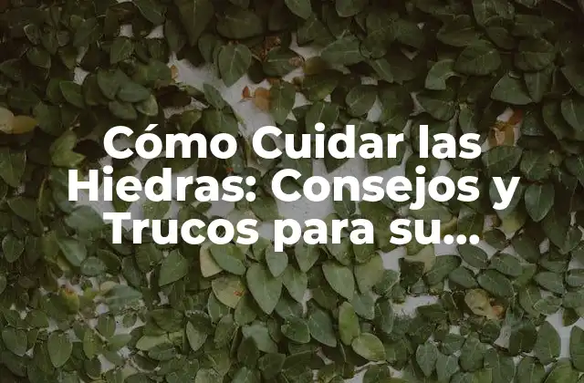Cómo Cuidar las Hiedras: Consejos y Trucos para Su Crecimiento Saludable