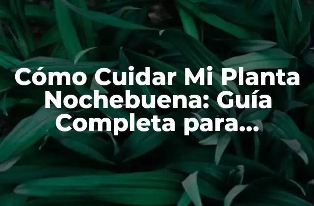 Cómo Cuidar Mi Planta Nochebuena: Guía Completa para Principiantes