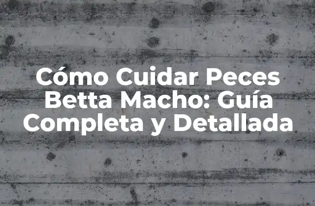 Cómo Cuidar Peces Betta Macho: Guía Completa y Detallada