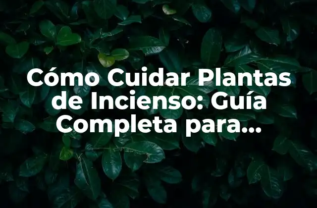 ¿Cuál es la Mejor Variedad de Planta de Incienso para Principiantes?