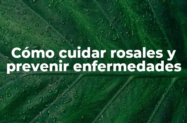 Cómo Cuidar Rosales y Prevenir Enfermedades
