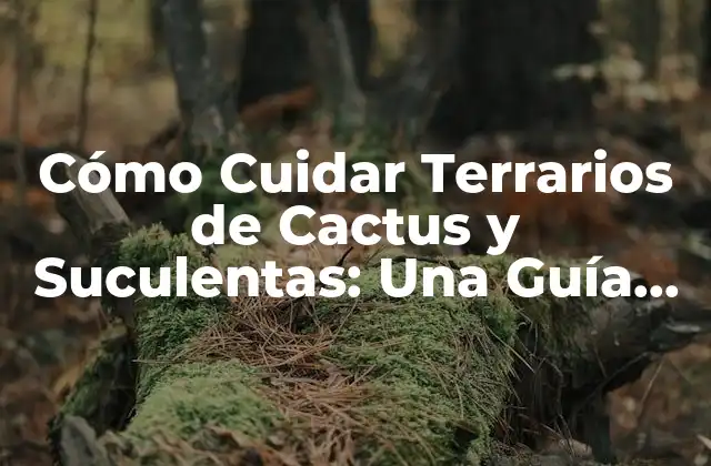 Cómo Cuidar Terrarios de Cactus y Suculentas: una Guía Completa