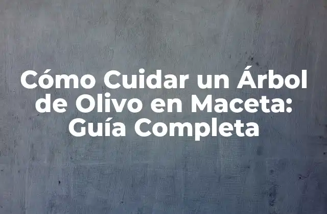 Cómo Cuidar un Árbol de Olivo en Maceta: Guía Completa