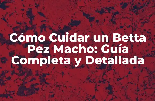 Cómo Cuidar un Betta Pez Macho: Guía Completa y Detallada