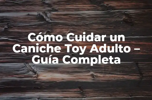 Cómo Cuidar un Caniche Toy Adulto – Guía Completa