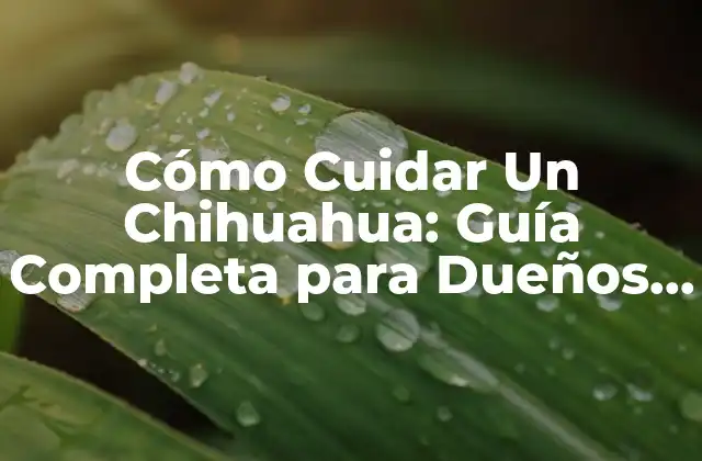 Cómo Cuidar un Chihuahua: Guía Completa para Dueños de Perros