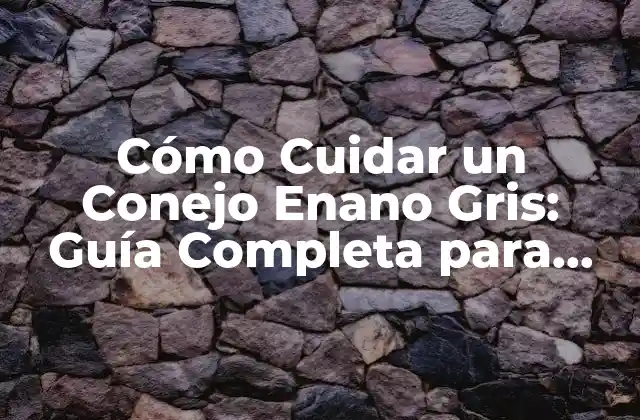 Cómo Cuidar un Conejo Enano Gris: Guía Completa para Principiantes