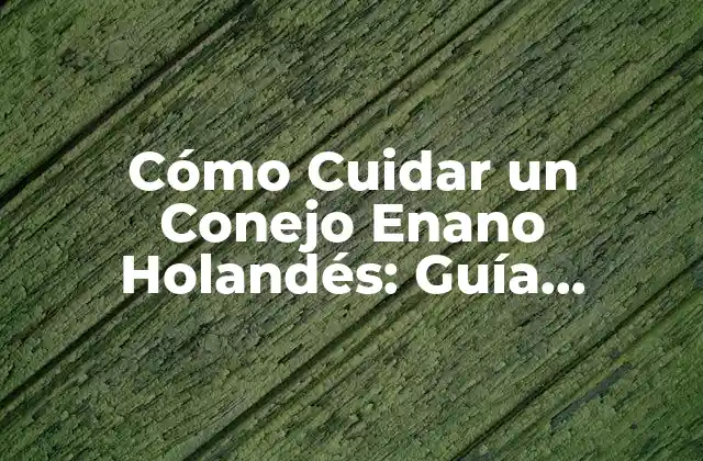 Cómo Cuidar un Conejo Enano Holandés: Guía Completa
