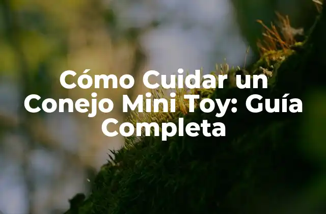 Cómo Cuidar un Conejo Mini Toy: Guía Completa