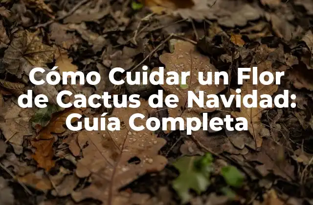 Cómo Cuidar un Flor de Cactus de Navidad: Guía Completa