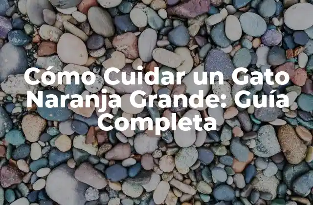 Cómo Cuidar un Gato Naranja Grande: Guía Completa