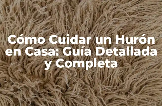 Cómo Cuidar un Hurón en Casa: Guía Detallada y Completa