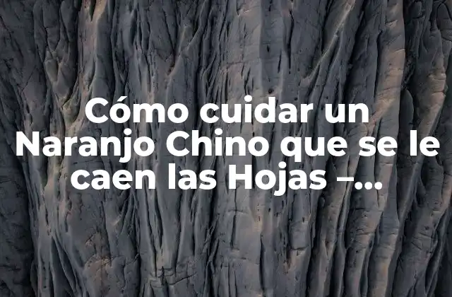 Cómo Cuidar un Naranjo Chino que Se Le Caen las Hojas – Soluciones y Consejos
