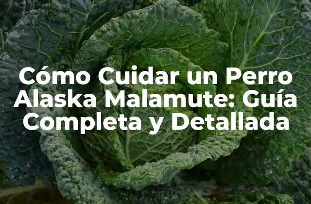 Cómo Cuidar un Perro Alaska Malamute: Guía Completa y Detallada
