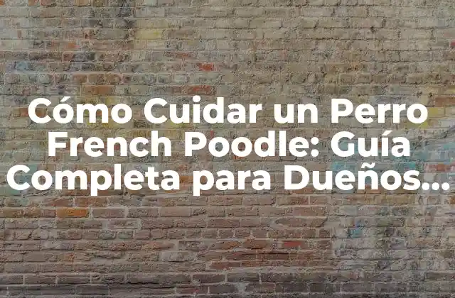 Cómo Cuidar un Perro French Poodle: Guía Completa para Dueños de Perros