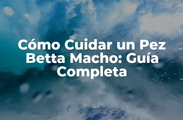Cómo Cuidar un Pez Betta Macho: Guía Completa