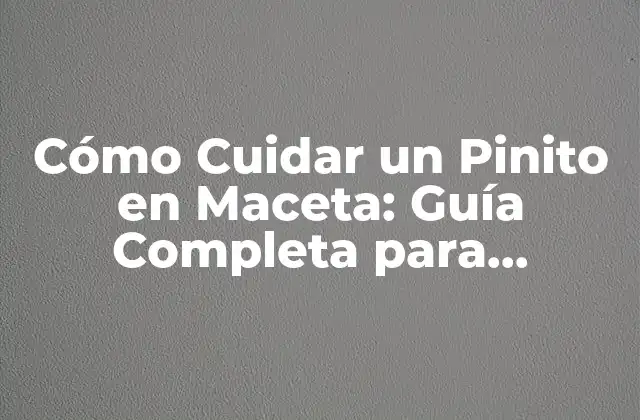 Cómo Cuidar un Pinito en Maceta: Guía Completa para Principiantes