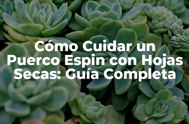 Cómo Cuidar un Puerco Espin con Hojas Secas: Guía Completa